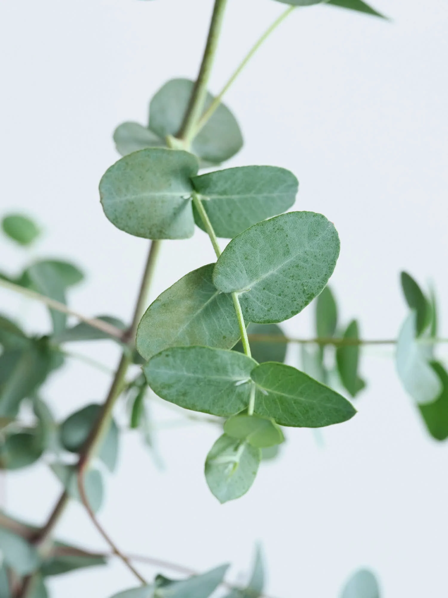 ユーカリ・グニー