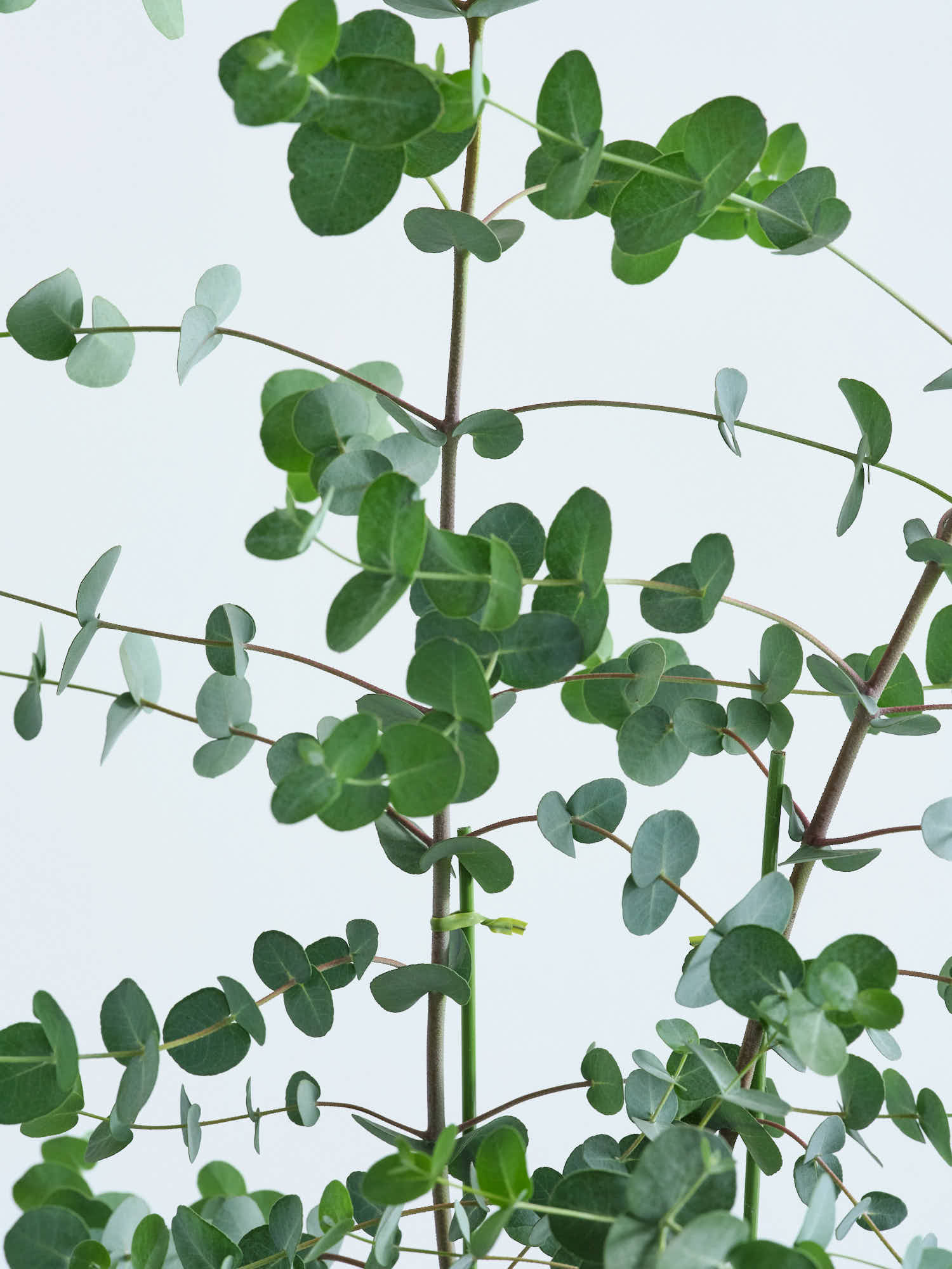 ユーカリ・グニー