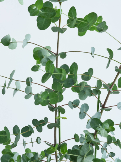 ユーカリ・グニー