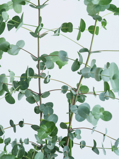 ユーカリ・グニー