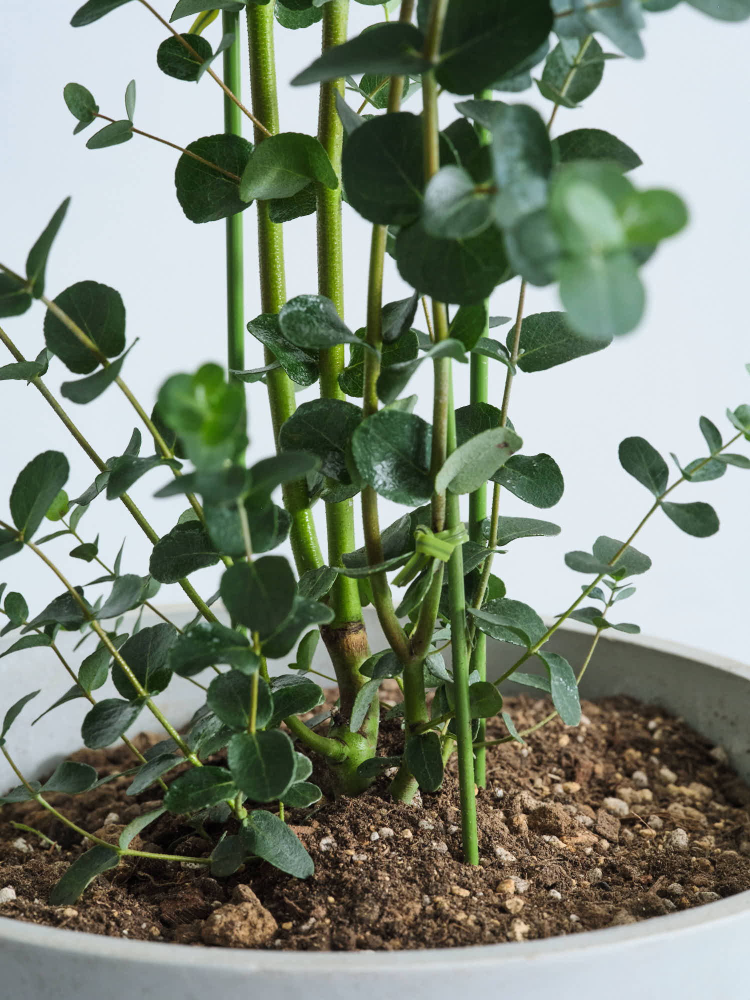 ユーカリ・グニー