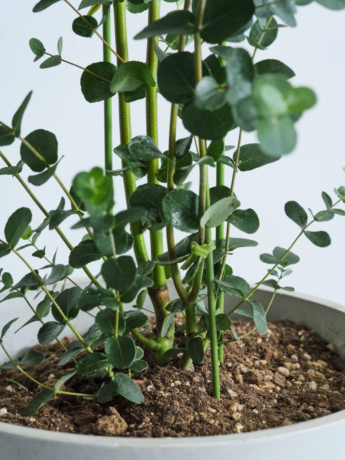 ユーカリ・グニー