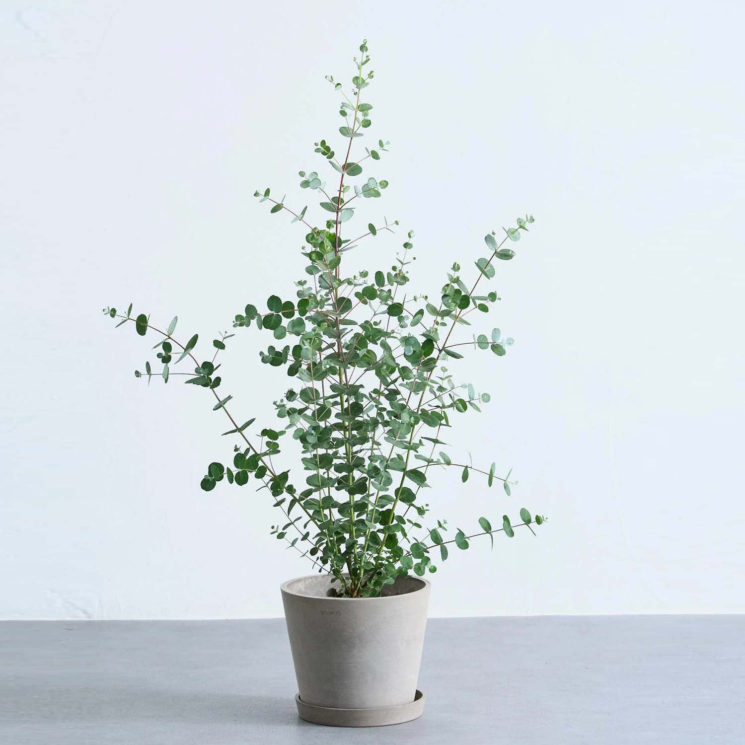 ユーカリ・グニー