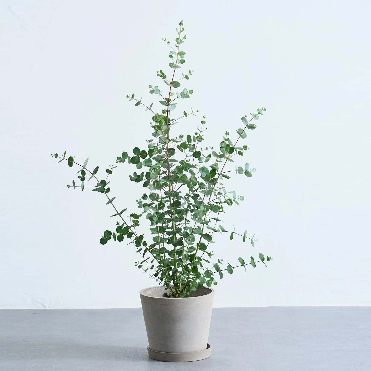 ユーカリ・グニー