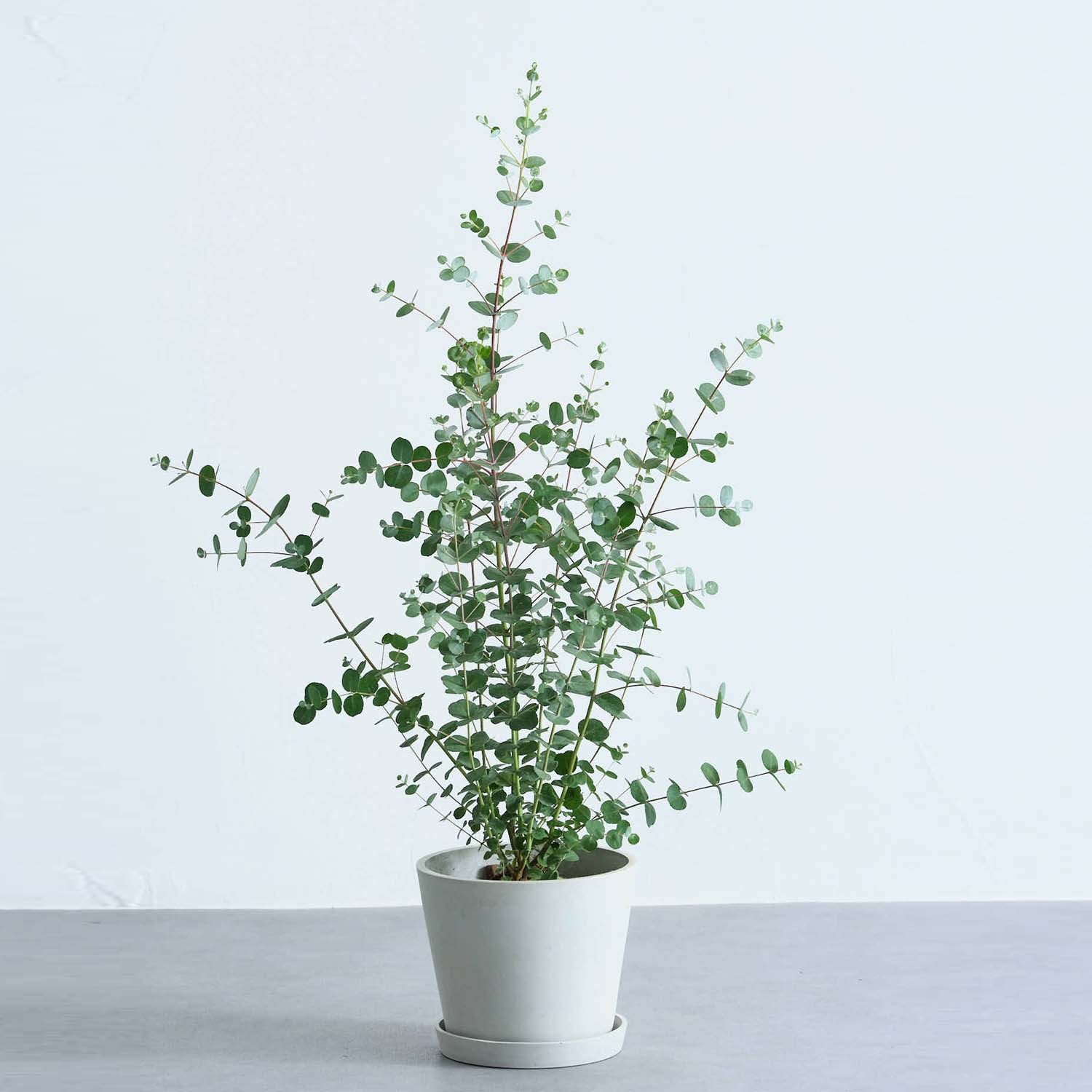 ユーカリ・グニー