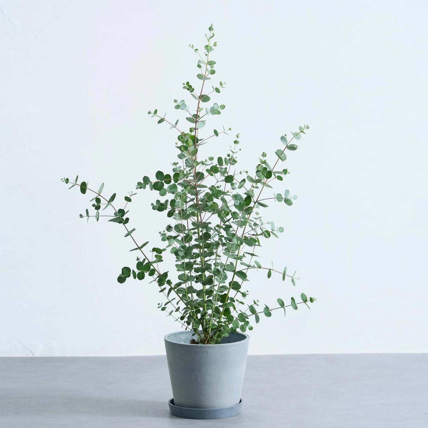 ユーカリ・グニー