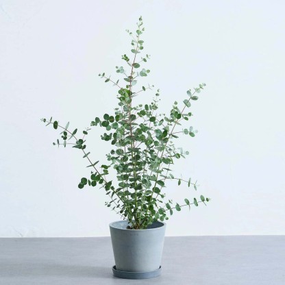 ユーカリ・グニー