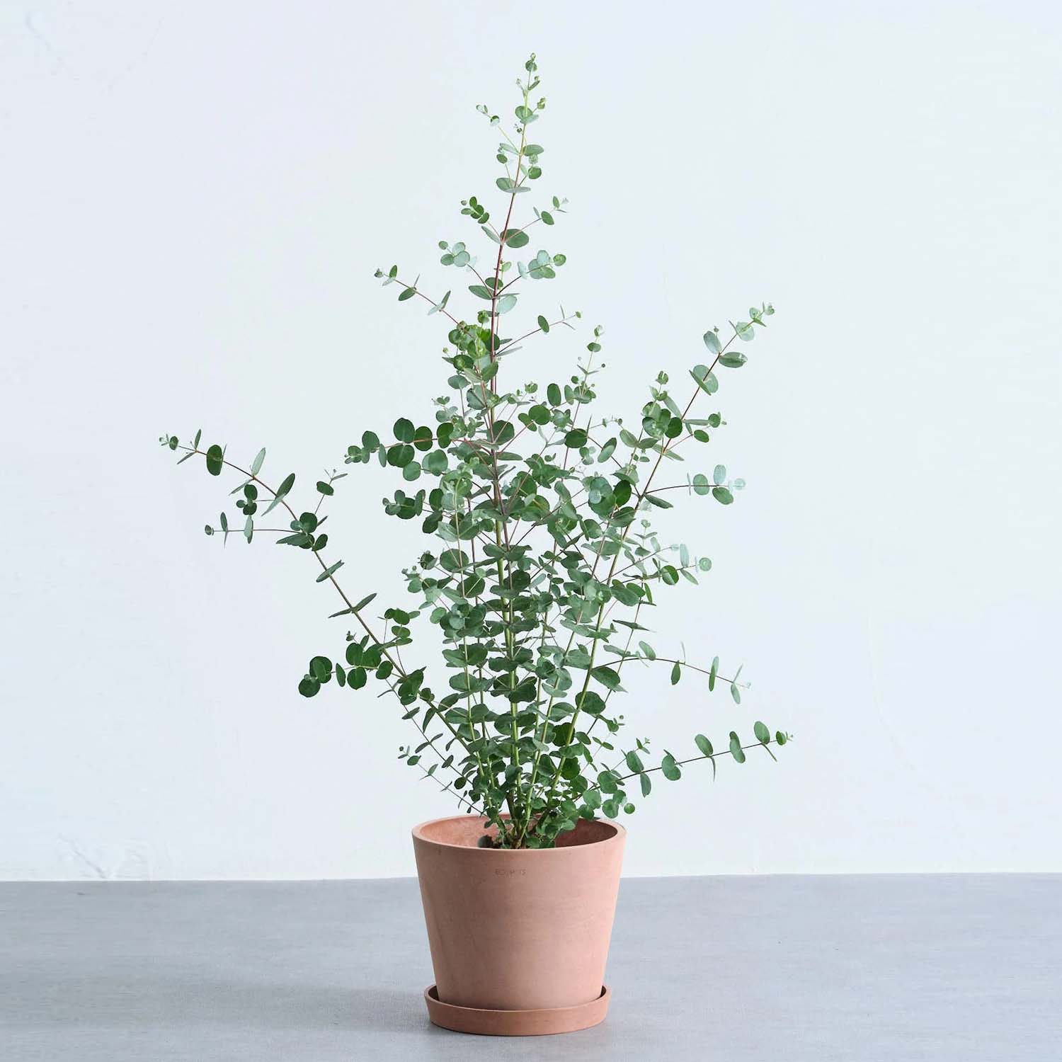 ユーカリ・グニー