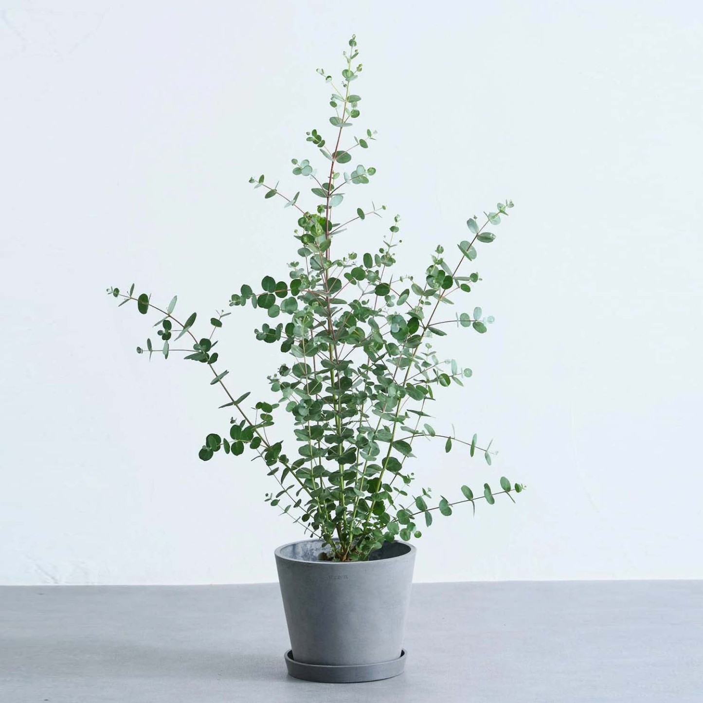 ユーカリ・グニー