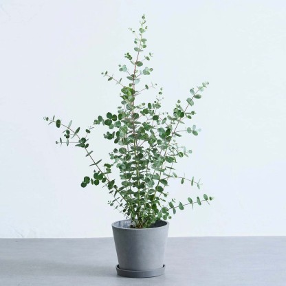 ユーカリ・グニー