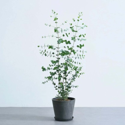 ユーカリ・グニー