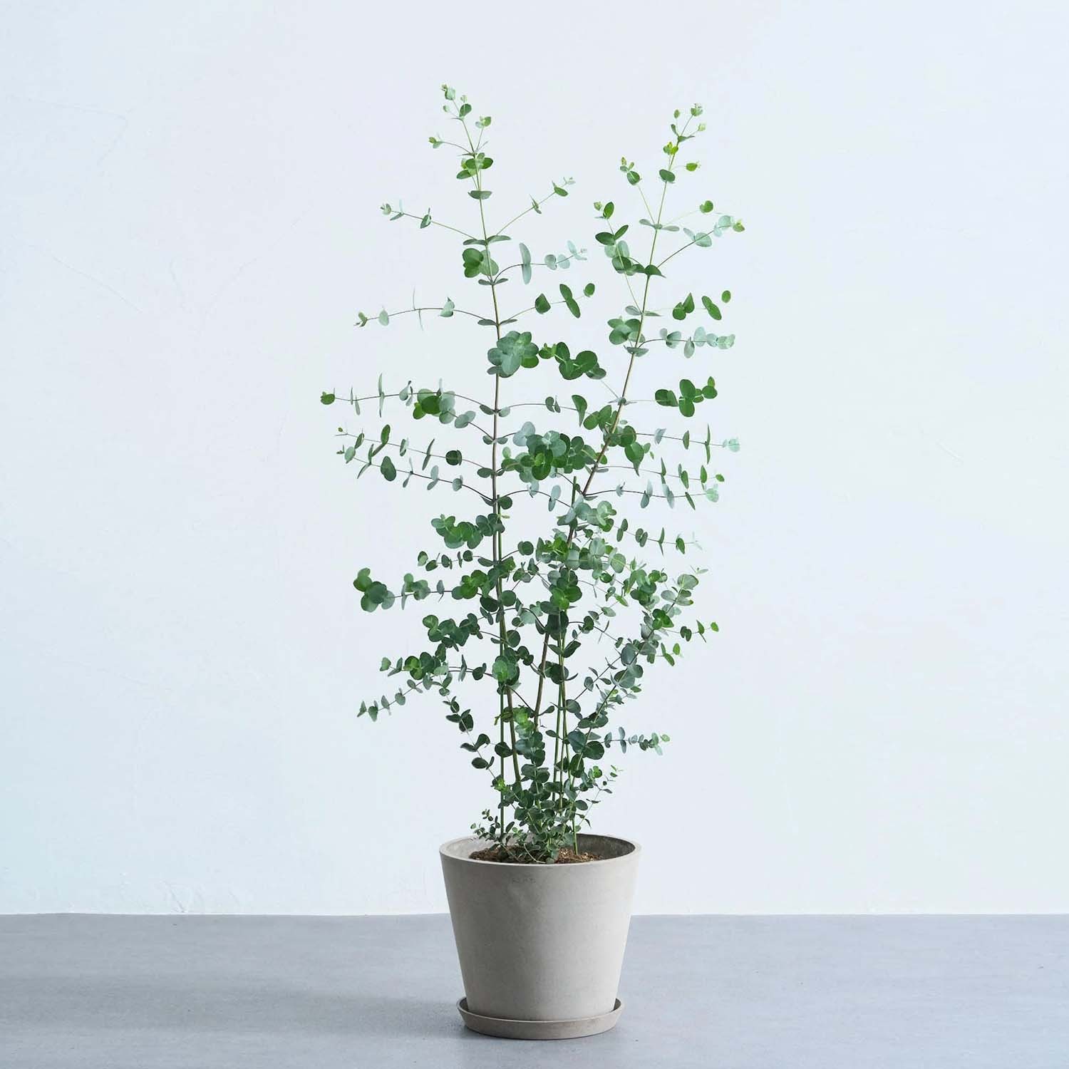 ユーカリ・グニー