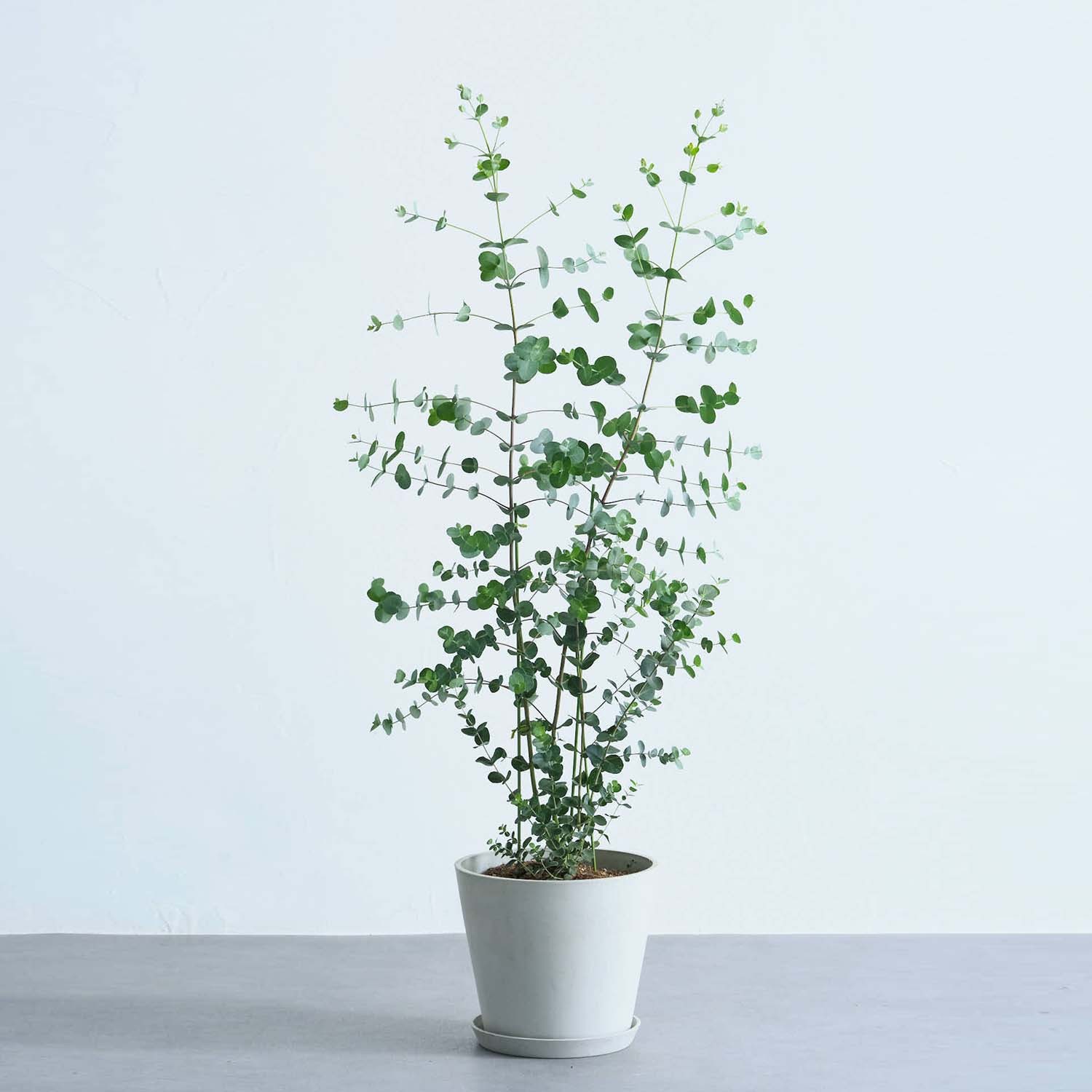 ユーカリ・グニー