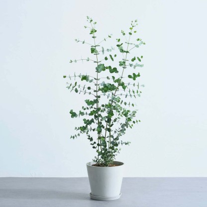 ユーカリ・グニー