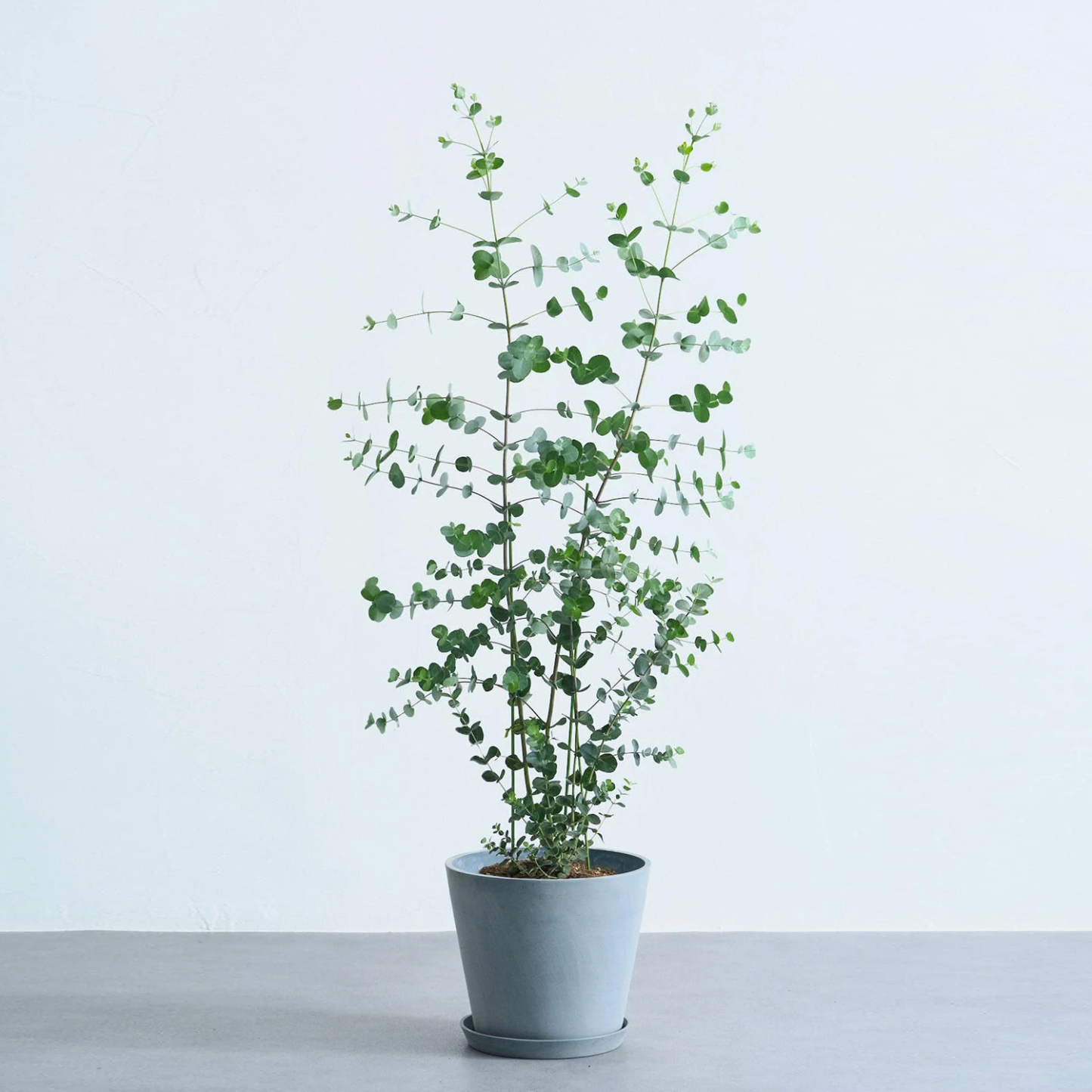 ユーカリ・グニー