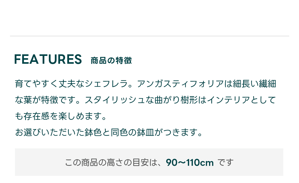 FEATURES商品の特徴 育てやすく丈夫なシェフレラ。アンガスティフォリアは細長い繊細な葉が特徴です。スタイリッシュな曲がり樹形はインテリアとしても存在感を楽しめます。 お選びいただいた鉢色と同色の鉢皿がつきます。  この商品の高さの目安は、 90~110cm です