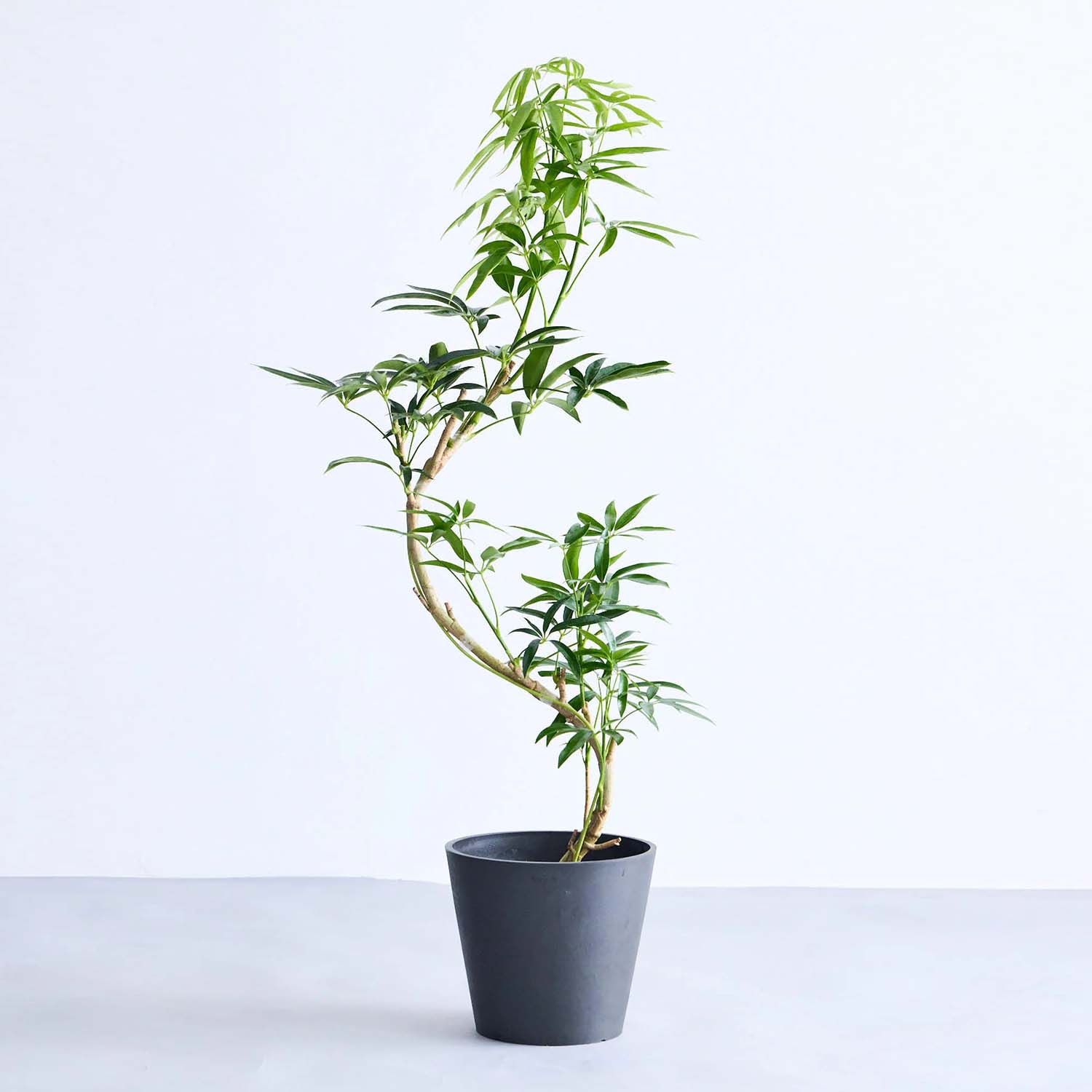 シェフレラ・アンガスティフォリア まがり