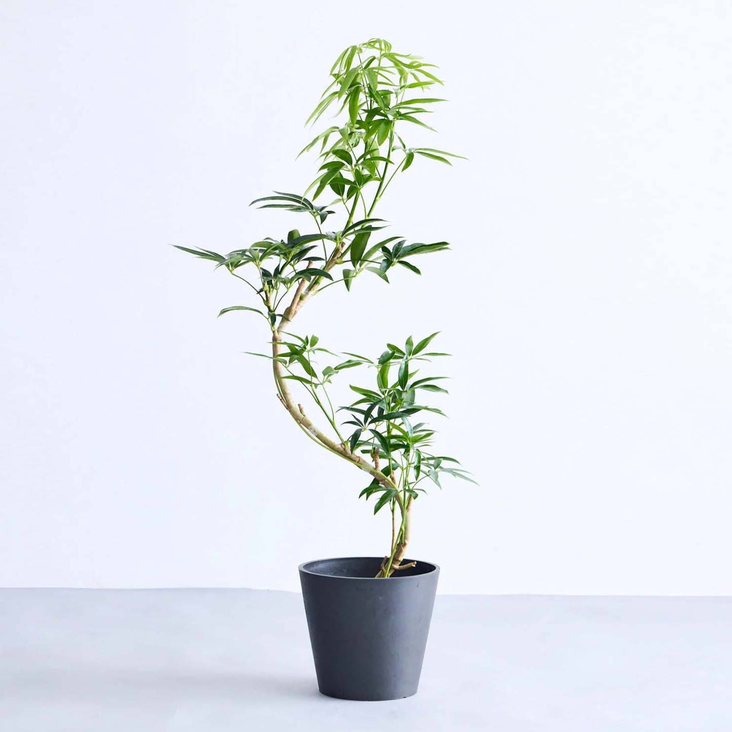 シェフレラ・アンガスティフォリア まがり