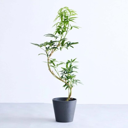 シェフレラ・アンガスティフォリア まがり