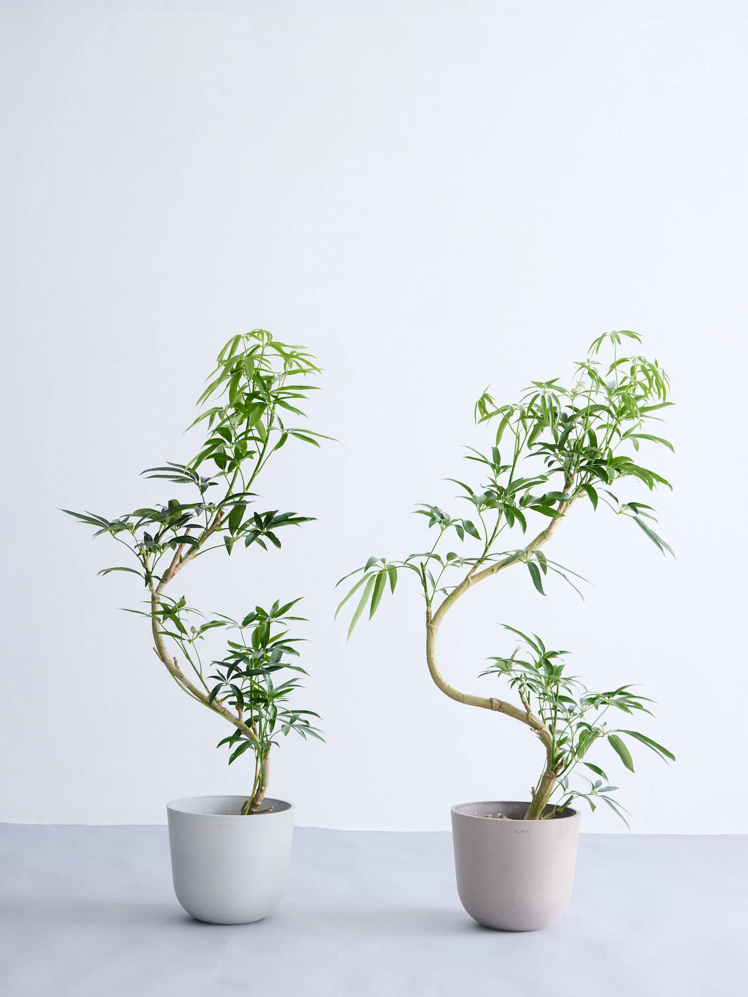 シェフレラ・アンガスティフォリア まがり