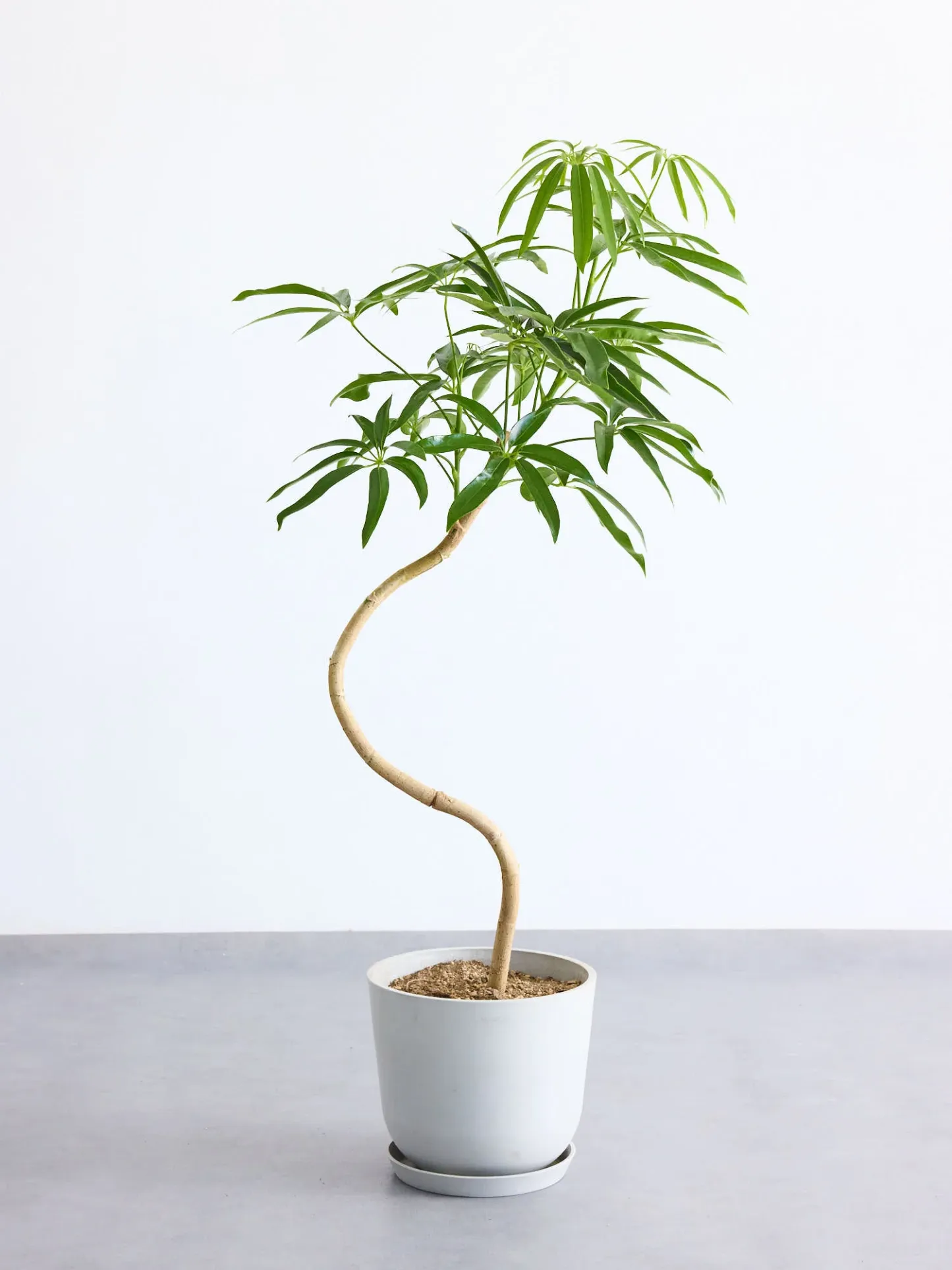 シェフレラ・アンガスティフォリア まがり