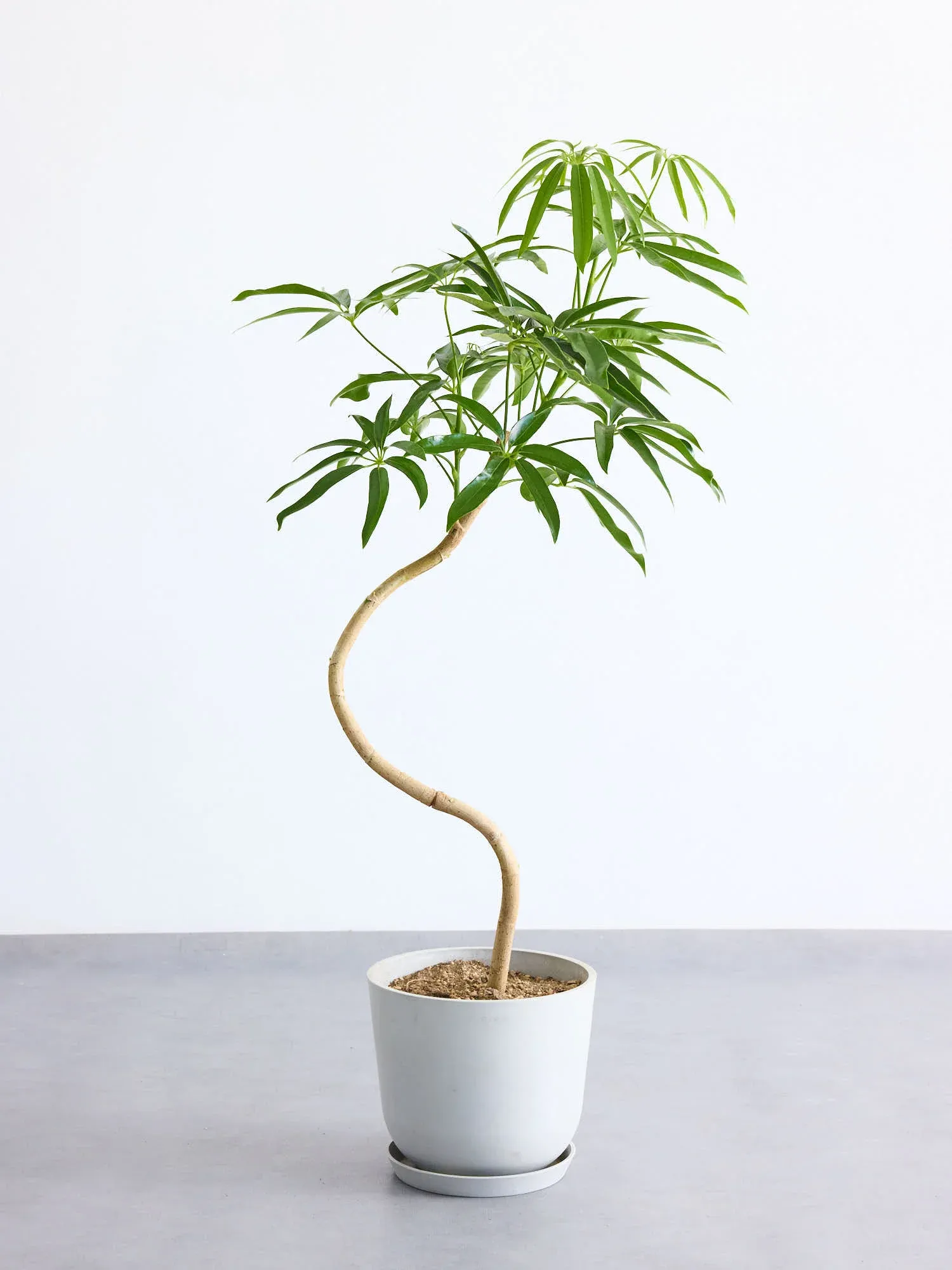 シェフレラ・アンガスティフォリア まがり