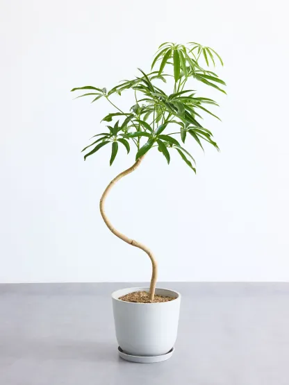 シェフレラ・アンガスティフォリア まがり