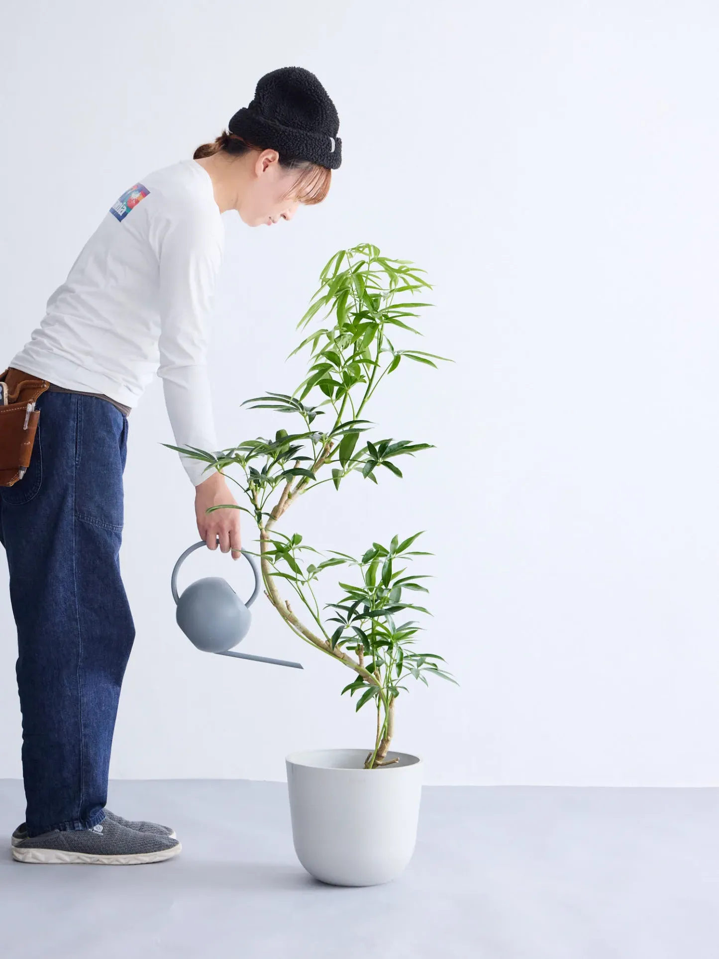 シェフレラ・アンガスティフォリア まがり