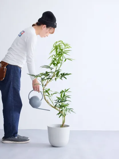 シェフレラ・アンガスティフォリア まがり