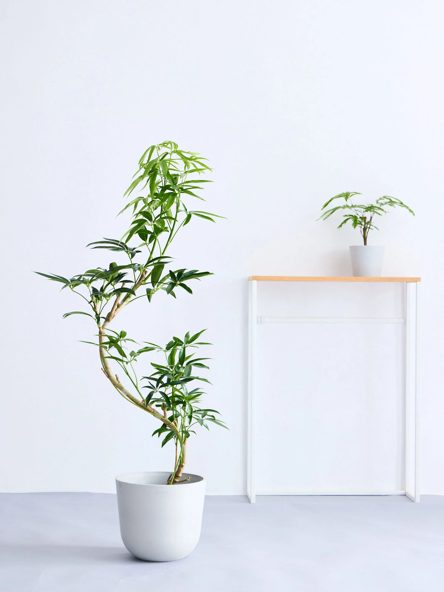 シェフレラ・アンガスティフォリア まがり