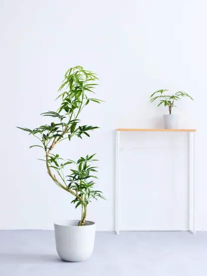 シェフレラ・アンガスティフォリア まがり