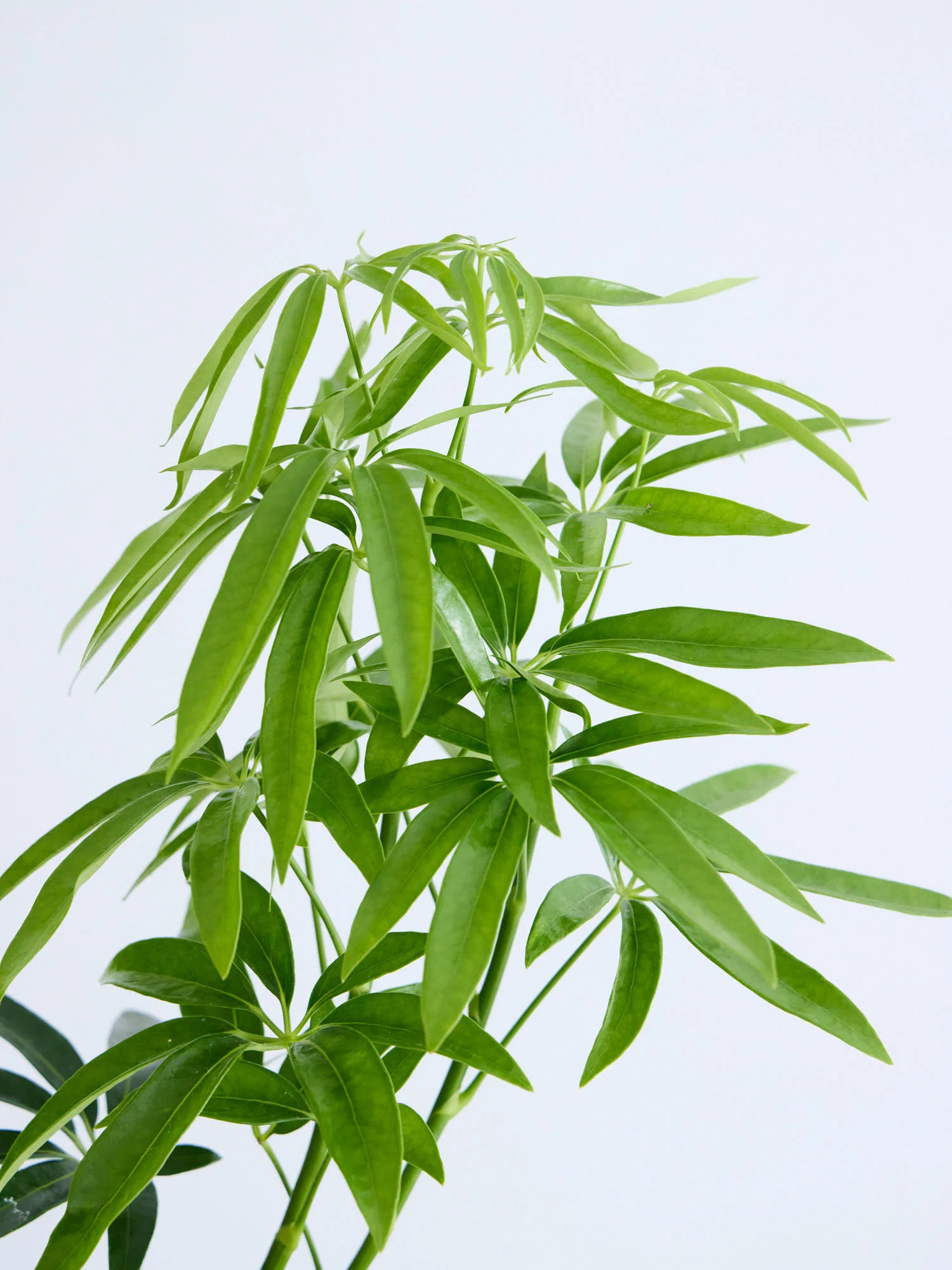 シェフレラ・アンガスティフォリア まがり