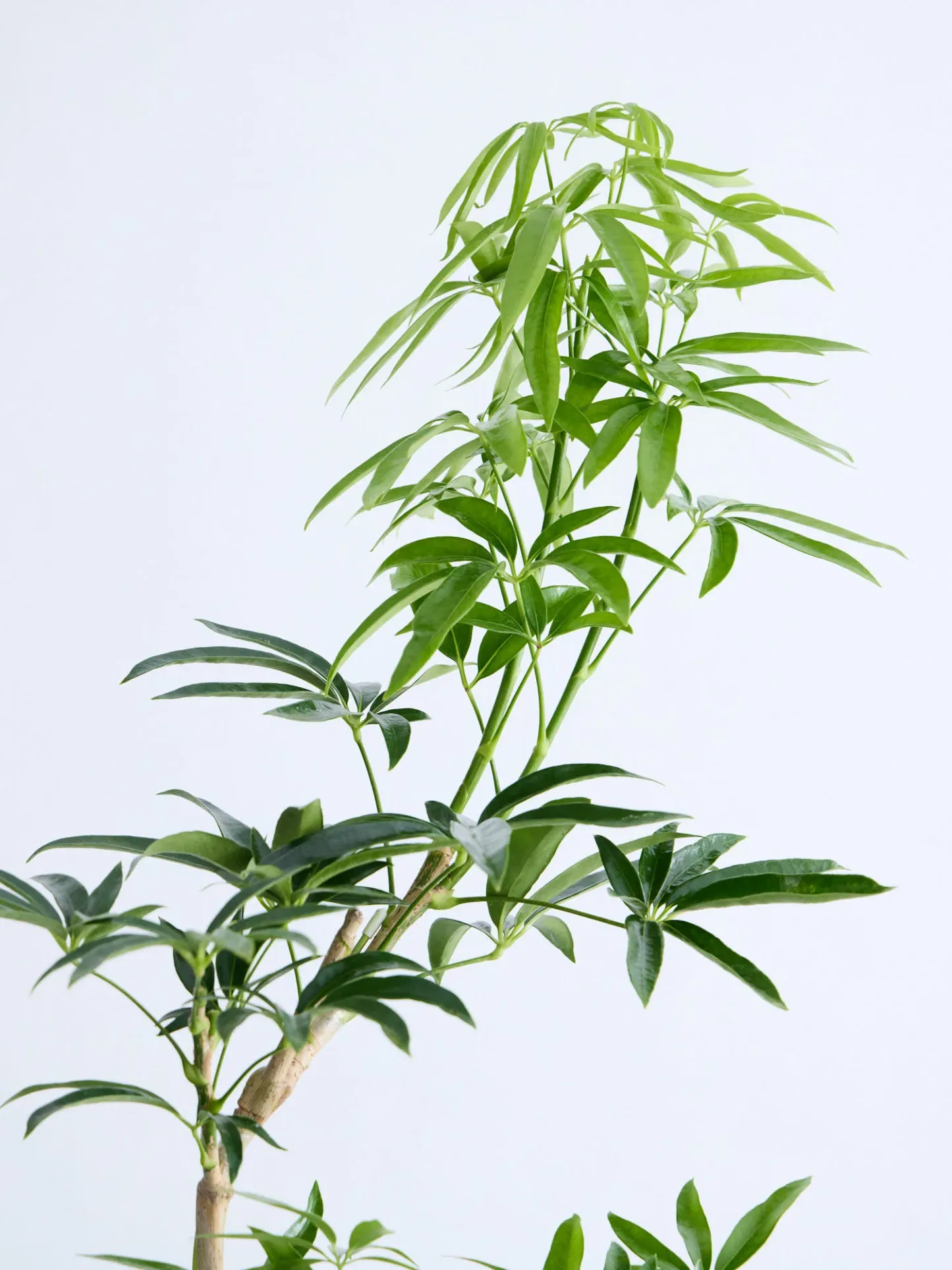 シェフレラ・アンガスティフォリア まがり