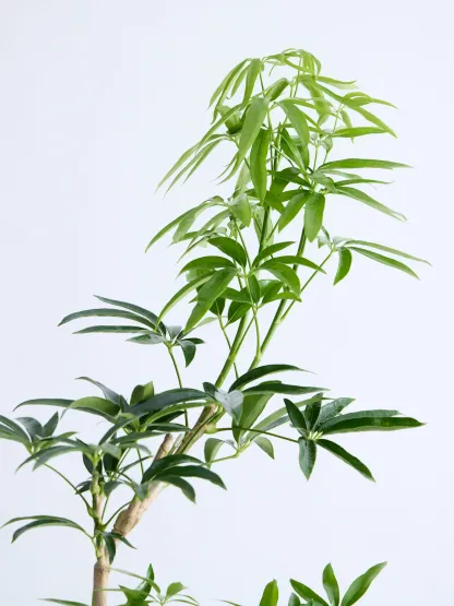 シェフレラ・アンガスティフォリア まがり