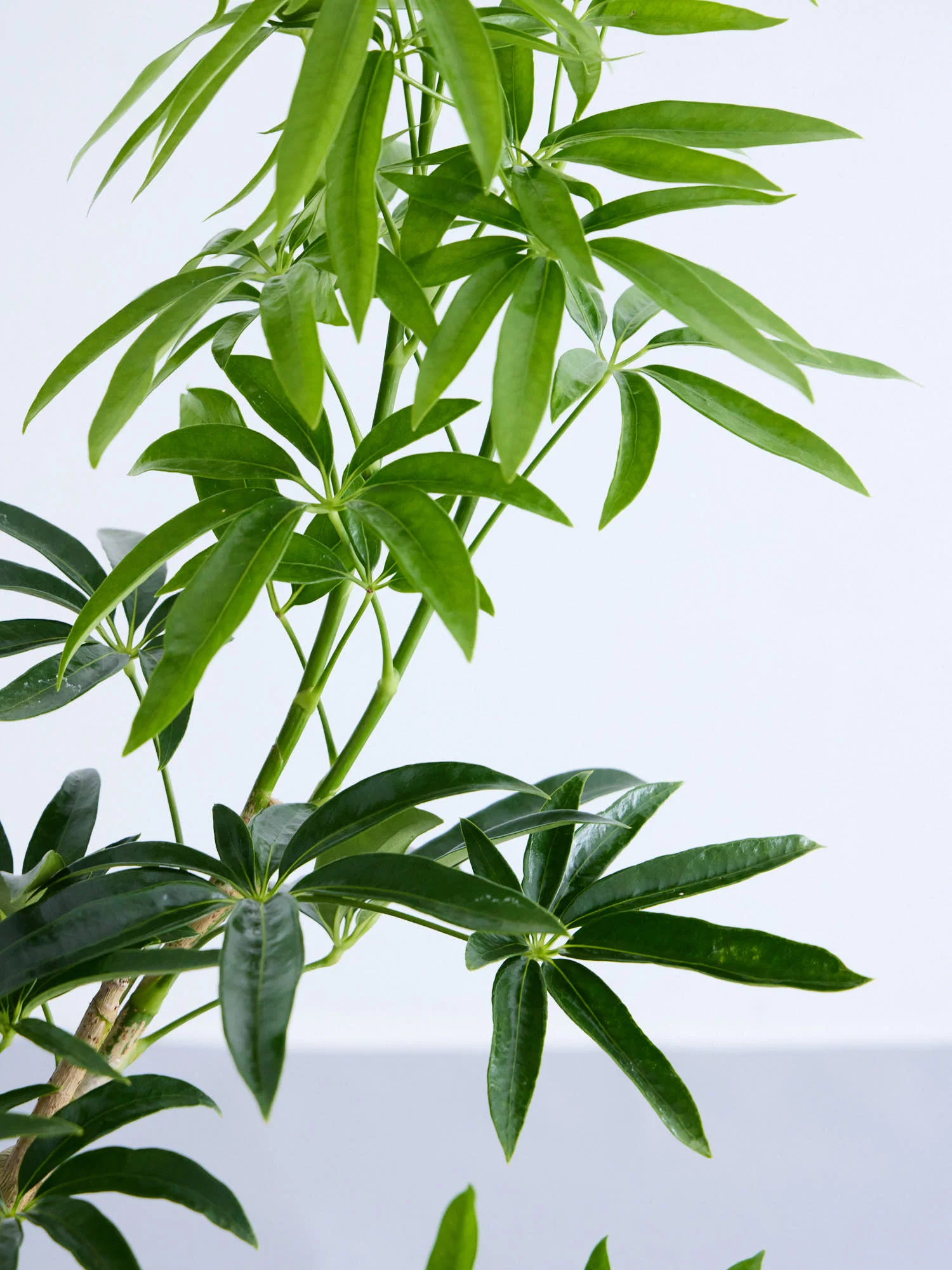 シェフレラ・アンガスティフォリア まがり