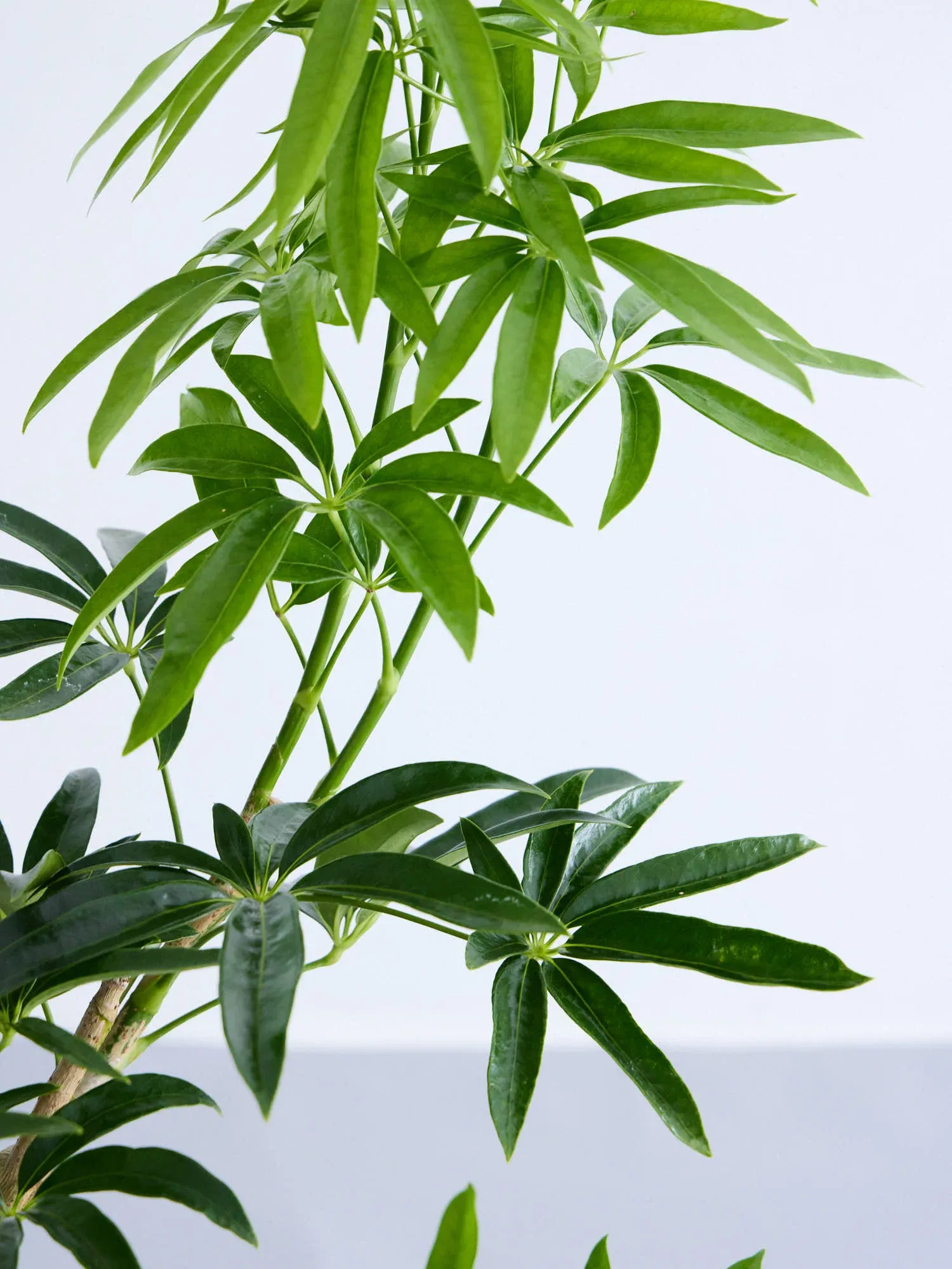 シェフレラ・アンガスティフォリア まがり