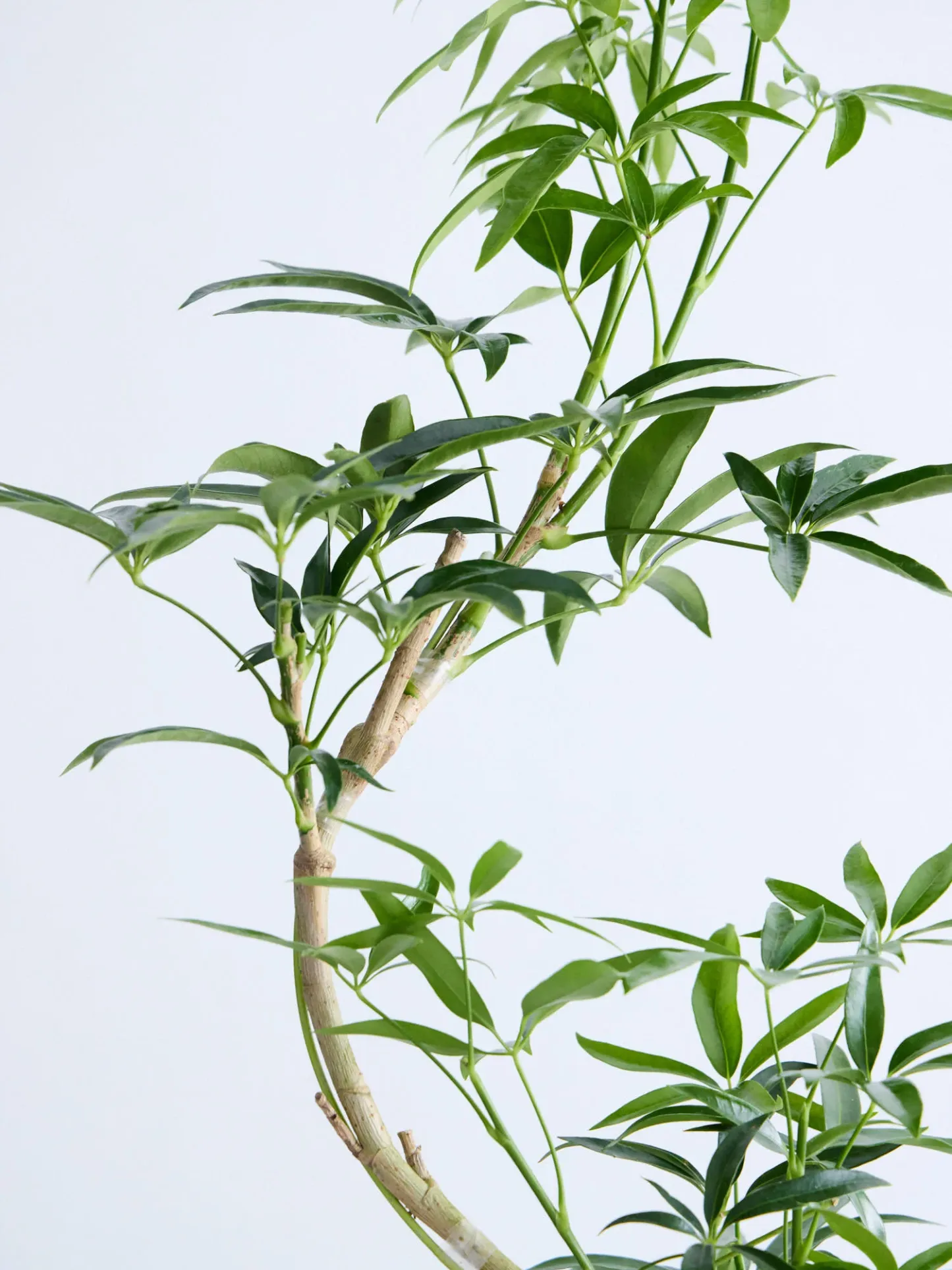 シェフレラ・アンガスティフォリア まがり