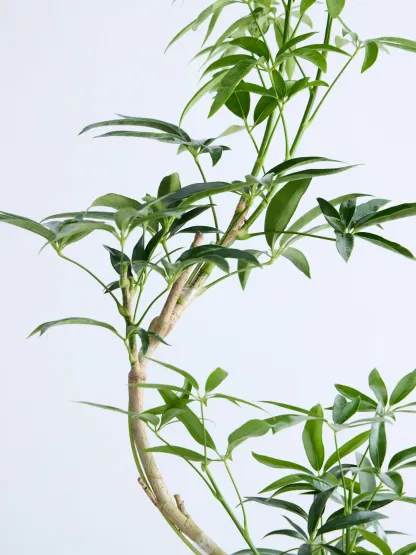 シェフレラ・アンガスティフォリア まがり