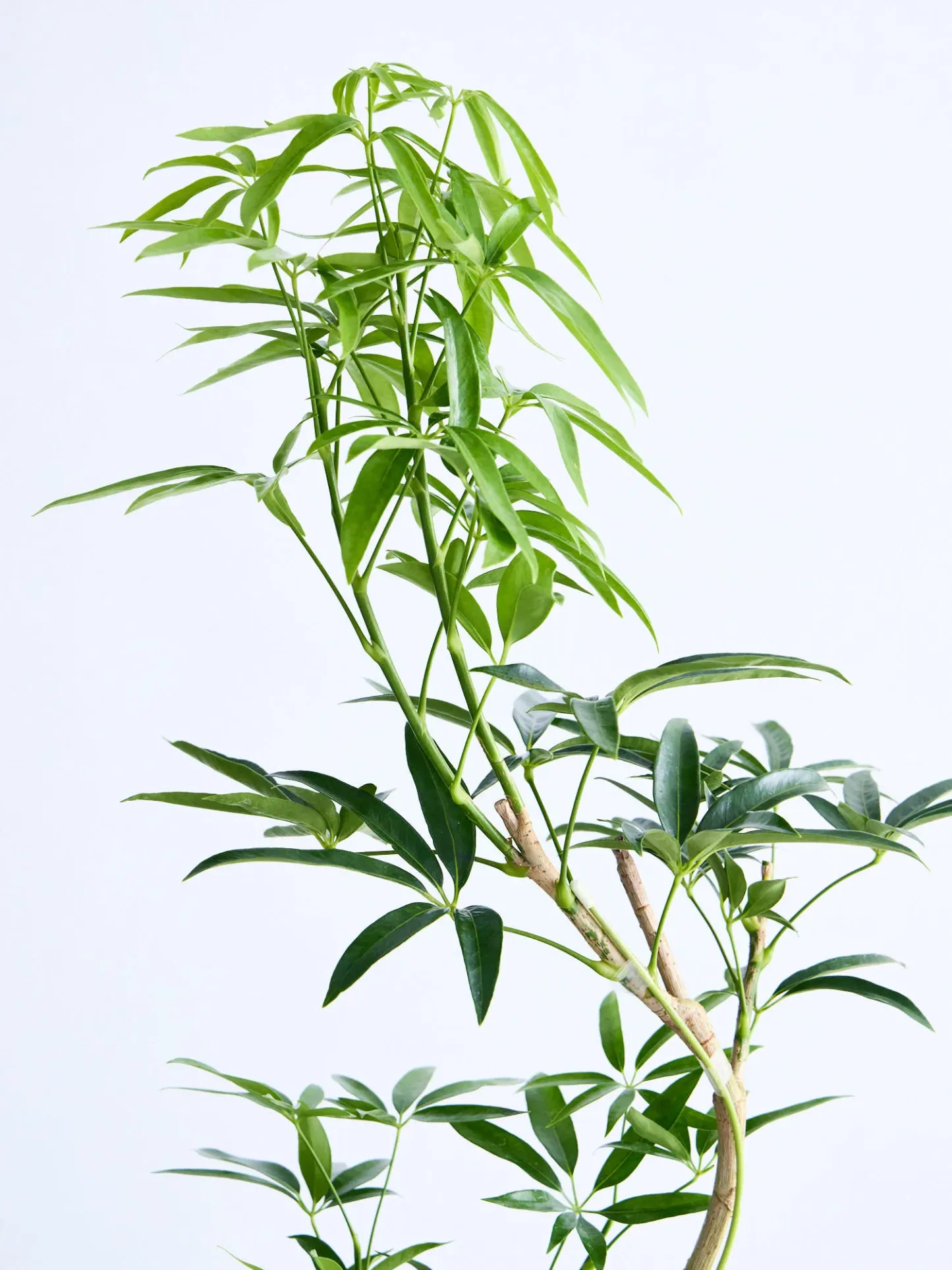 シェフレラ・アンガスティフォリア まがり