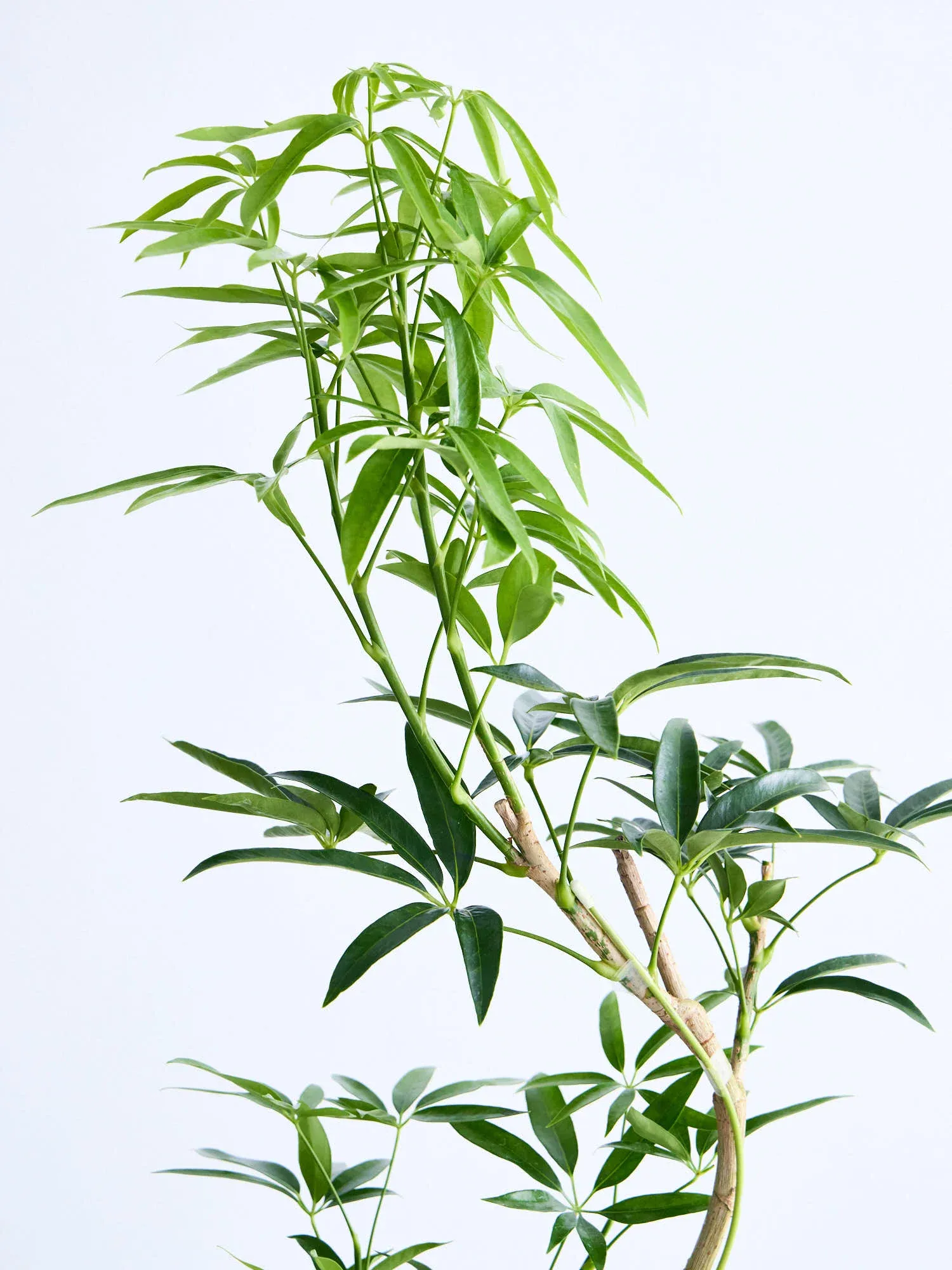 シェフレラ・アンガスティフォリア まがり