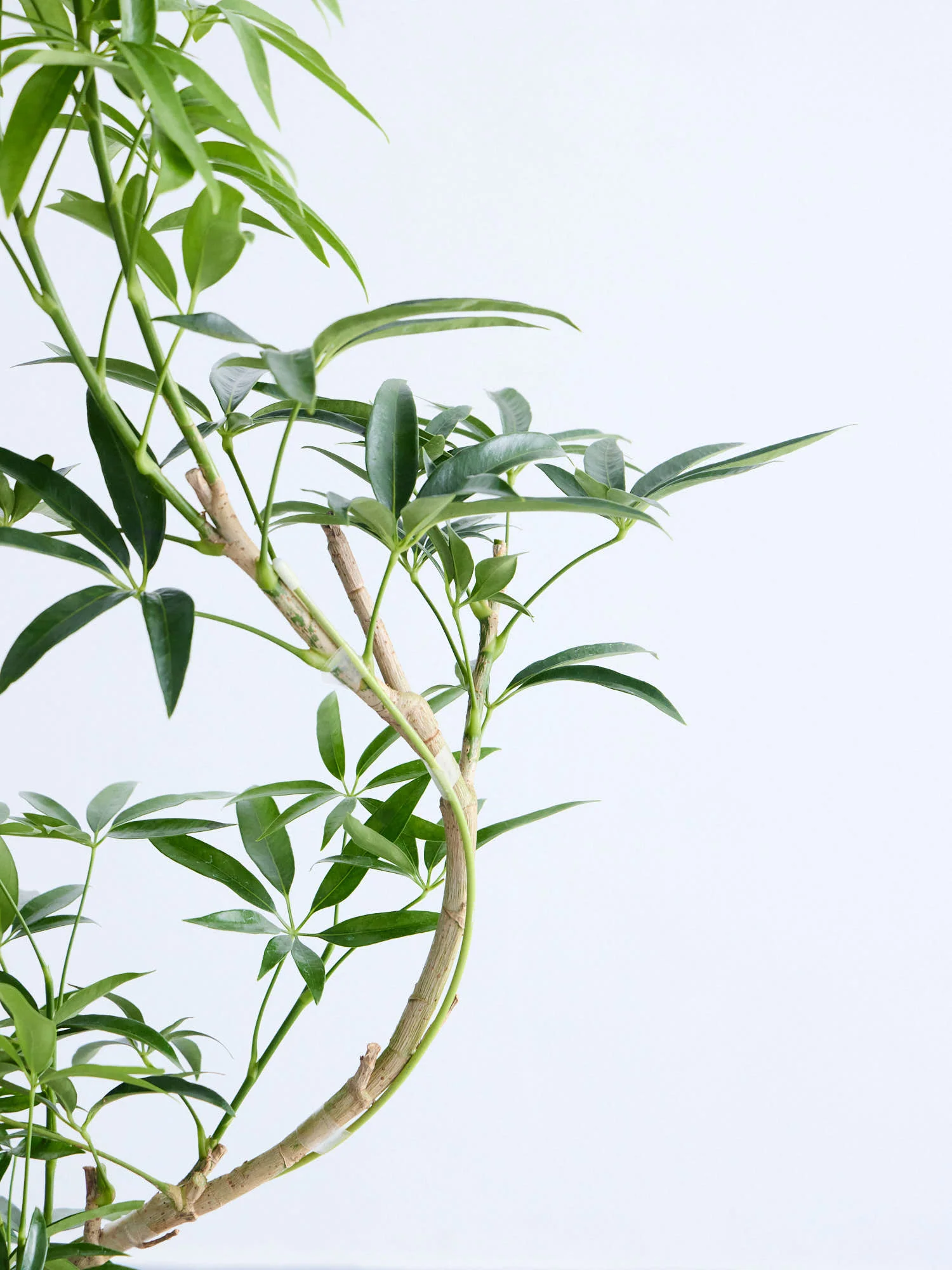 シェフレラ・アンガスティフォリア まがり