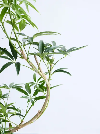 シェフレラ・アンガスティフォリア まがり