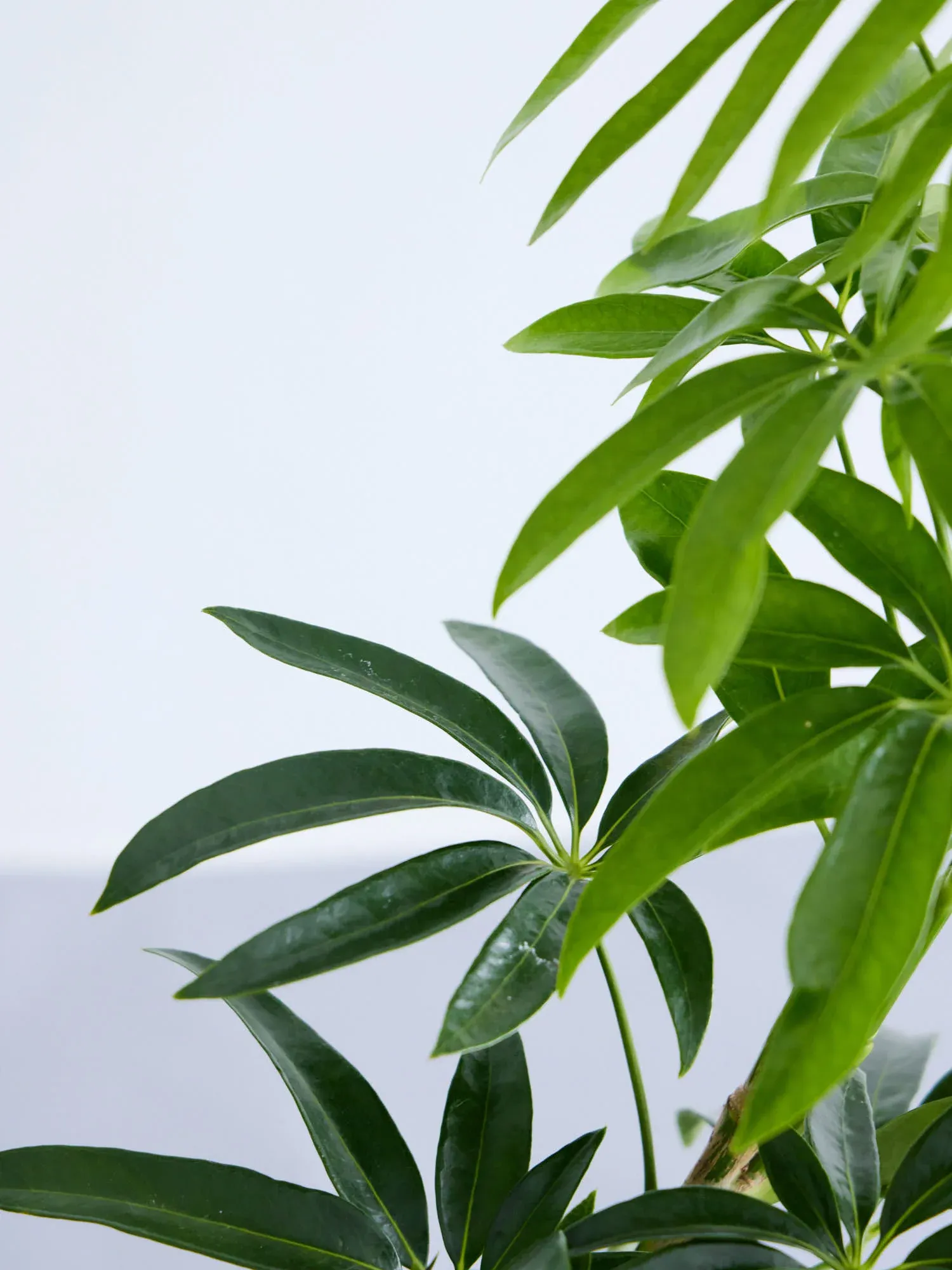 シェフレラ・アンガスティフォリア まがり