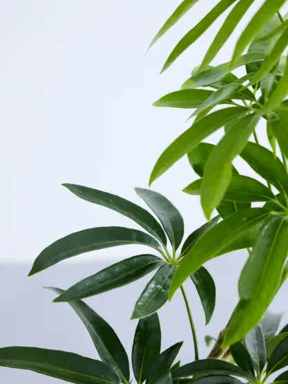 シェフレラ・アンガスティフォリア まがり