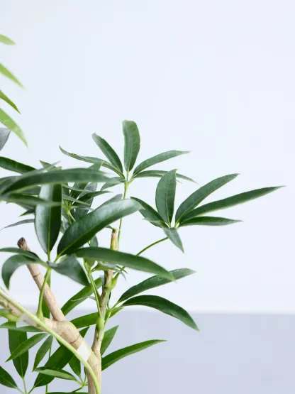 シェフレラ・アンガスティフォリア まがり