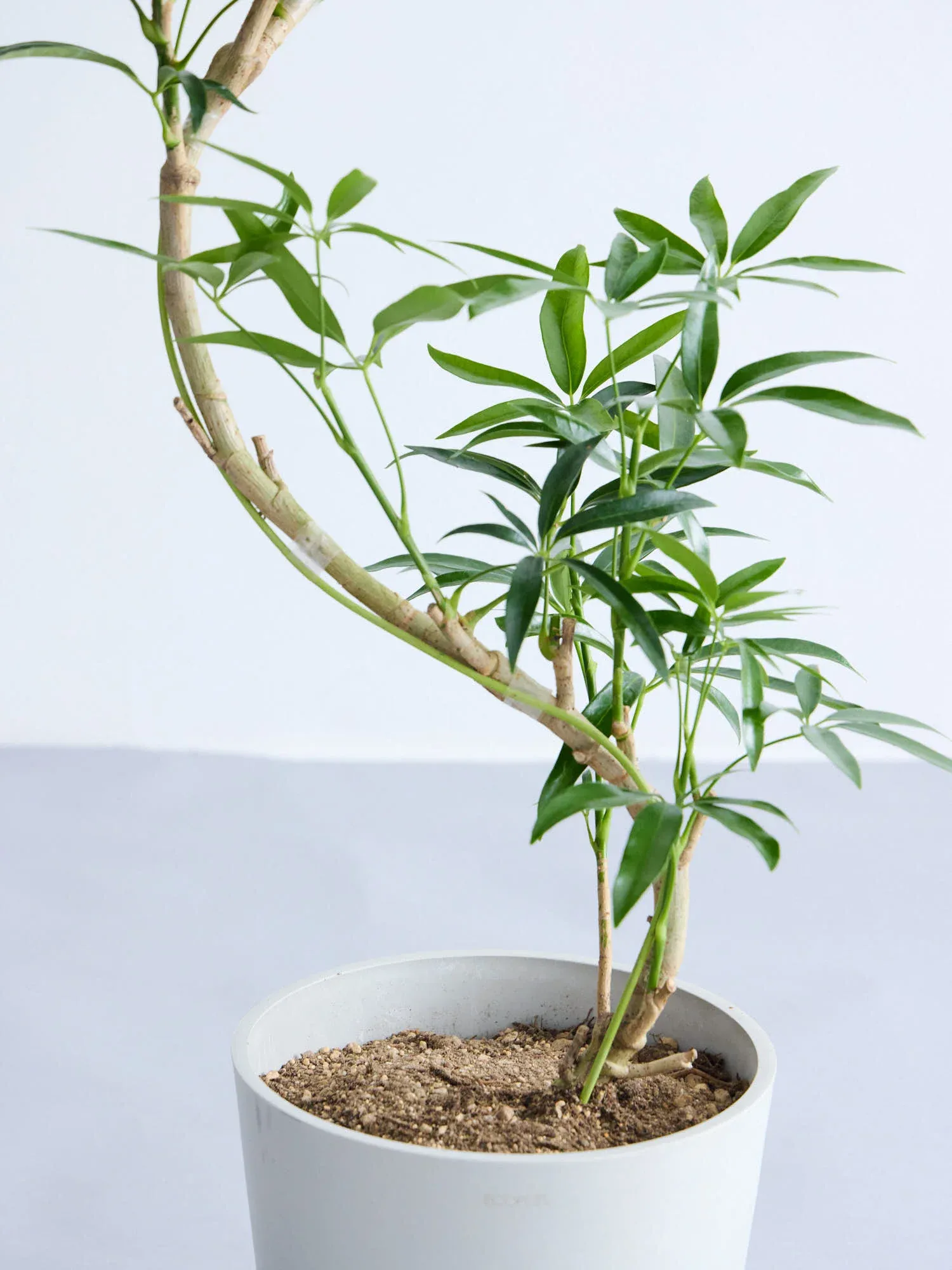 シェフレラ・アンガスティフォリア まがり