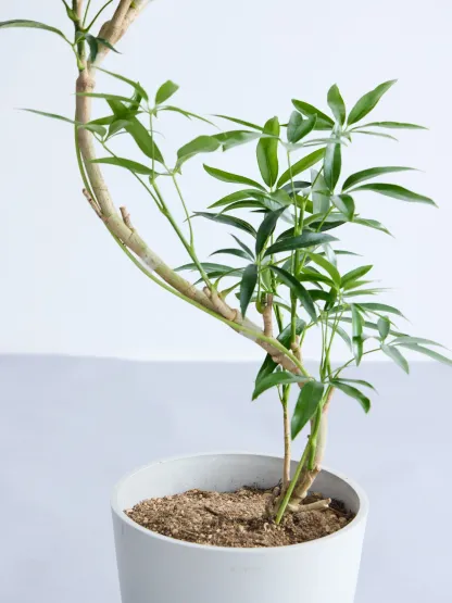 シェフレラ・アンガスティフォリア まがり