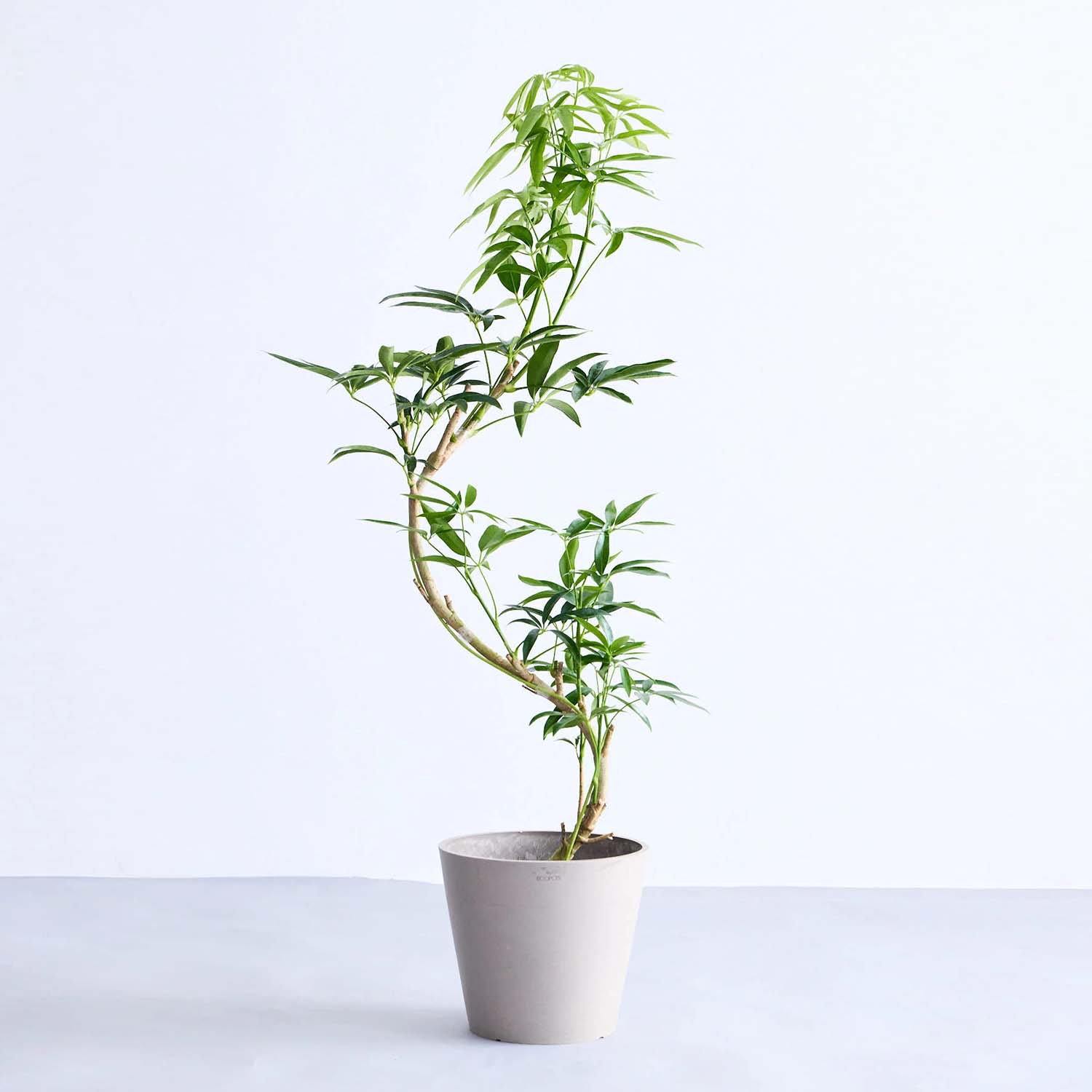 シェフレラ・アンガスティフォリア まがり