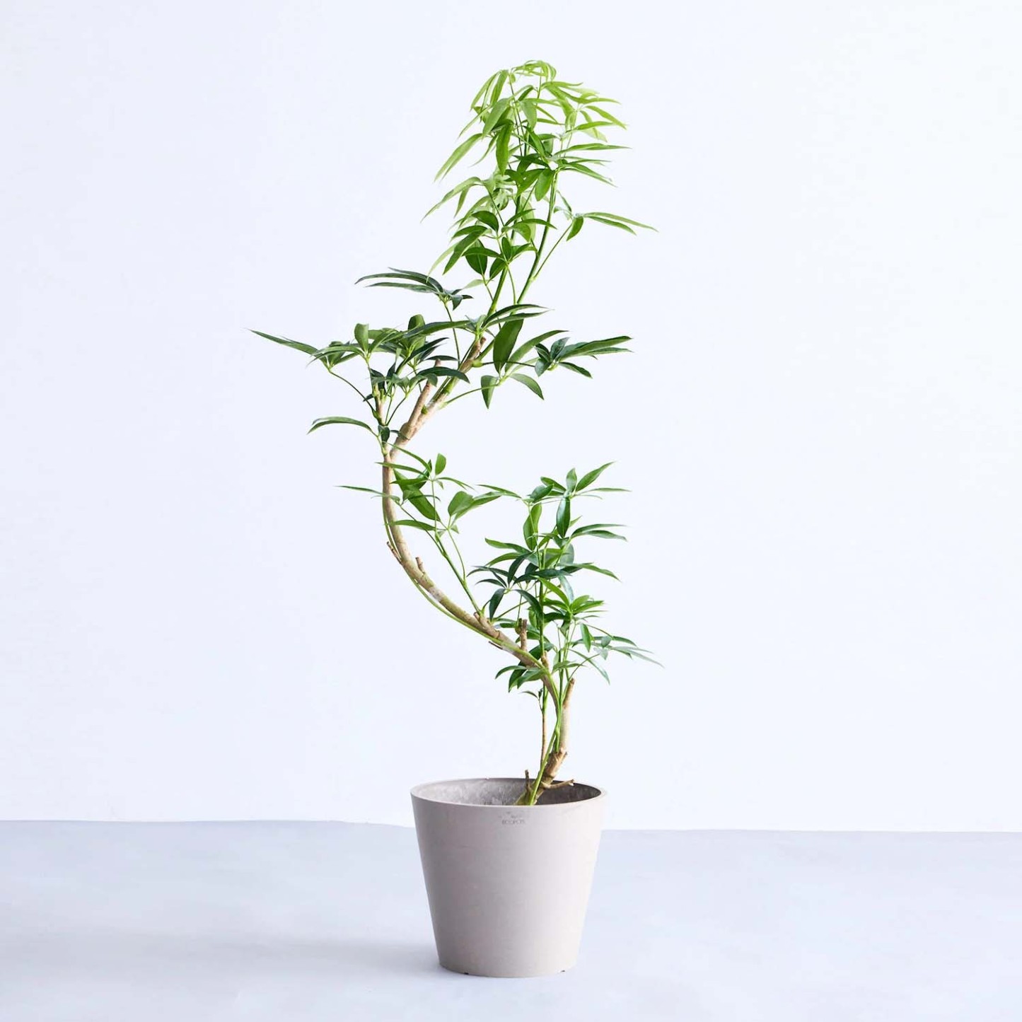 シェフレラ・アンガスティフォリア まがり