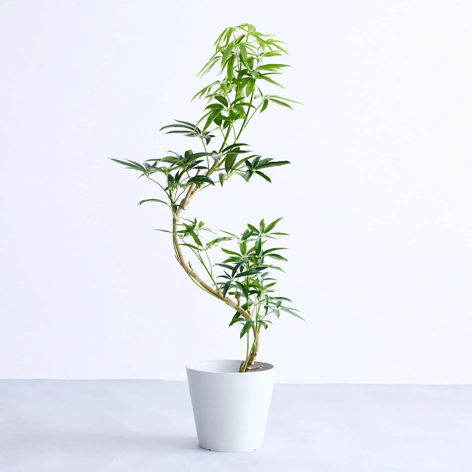 シェフレラ・アンガスティフォリア まがり